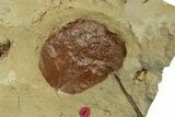 Plate with Two Fossil Leaves (Two Species) - Montana #269415-2
